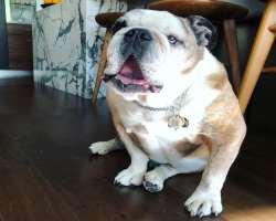 He is a dog  person and also has a freaky English Bulldog named Duke. He maintains an Instagram page under the name of his dog.